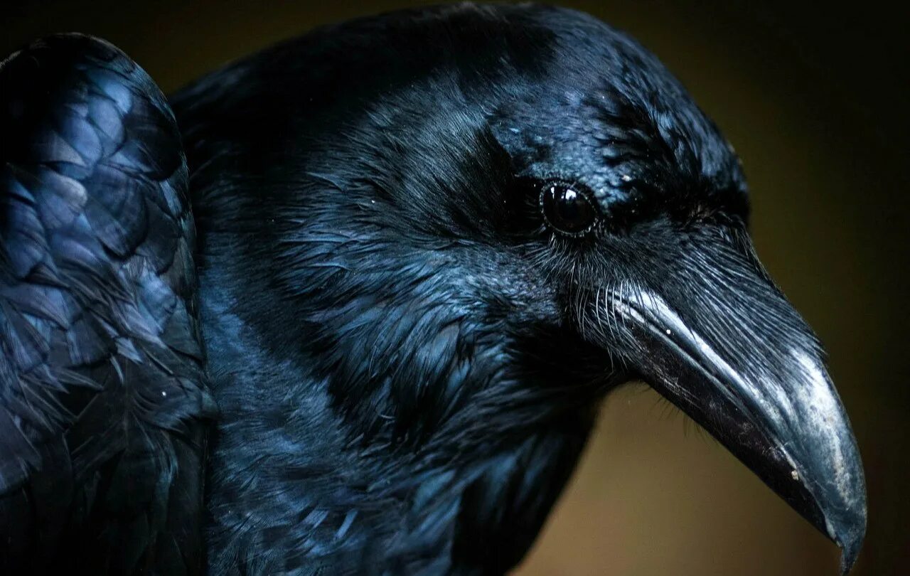 Черный ворон corvus corax. Сергей ворон. Ворон клюв. Ворона. Птица на темном фоне.