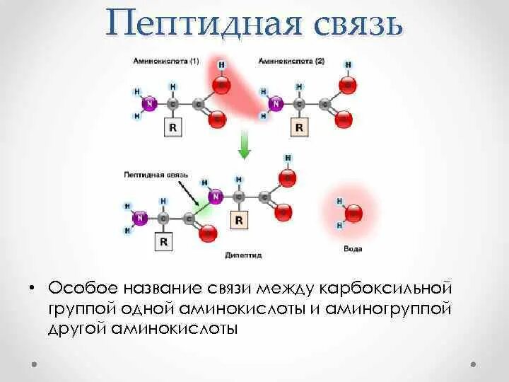 Связаны пептидными связями. Пептидная связь аминокислот. Пептидная связь между аминокислотами. Пептидная связь это связь между. Образование пептидной связи между аминокислотами.