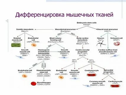Дифференцировка тканей зародыша