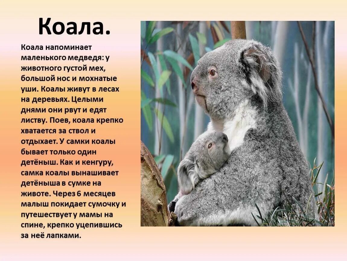 Коала информация для детей. Коала доклад. Коала презентация. Коала описание животного.