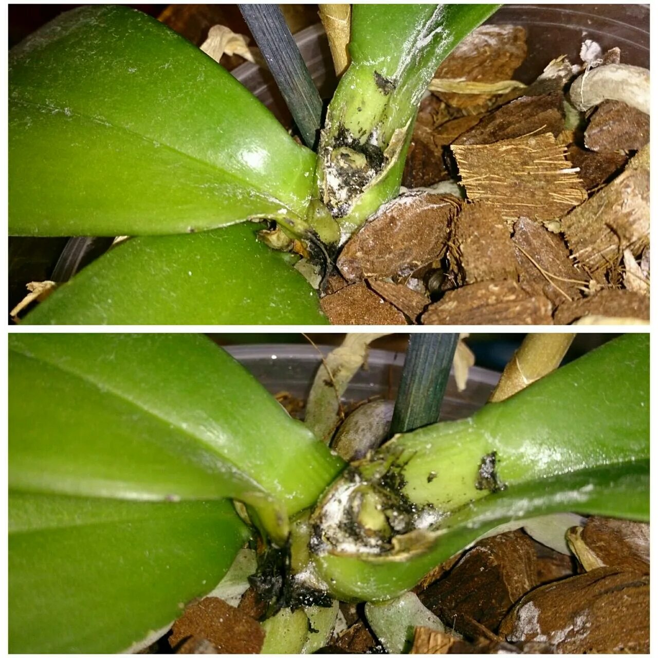 Фаленопсис корни полив. Орхидея фаленопсис корни. Орхидея в горшке опрыскивание. Пересаживание орхидеи. Опрыскивание фаленопсис.