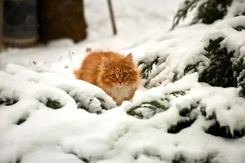 Пушистая зима