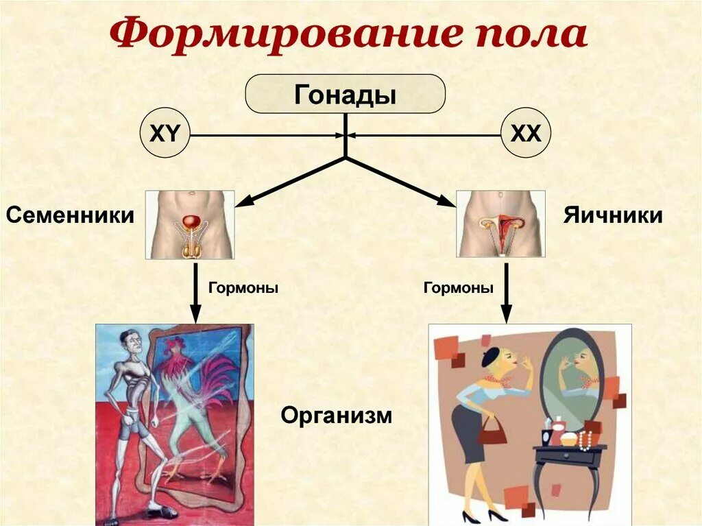 Сколько органов у мальчиков