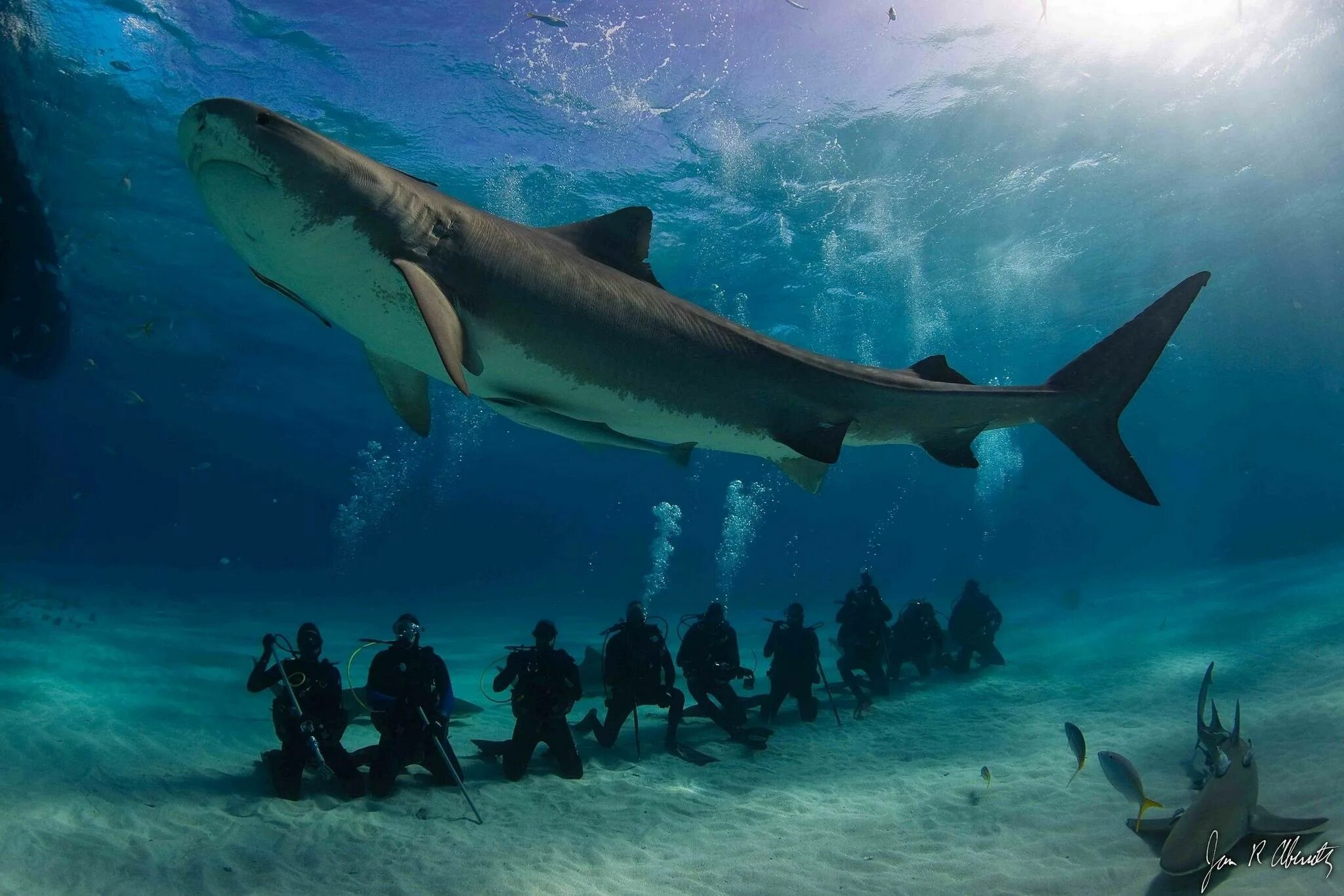 Фотки больших акул. Акула тигровая Шарк. Самая большая тигровая акула. Белая тигровая акула. Тигровая акула Хургада 2023.