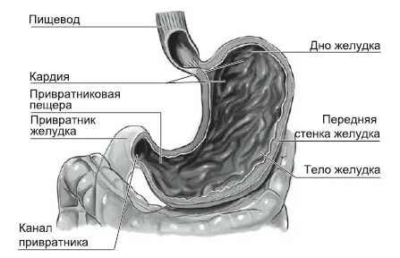 Передняя стенка желудка