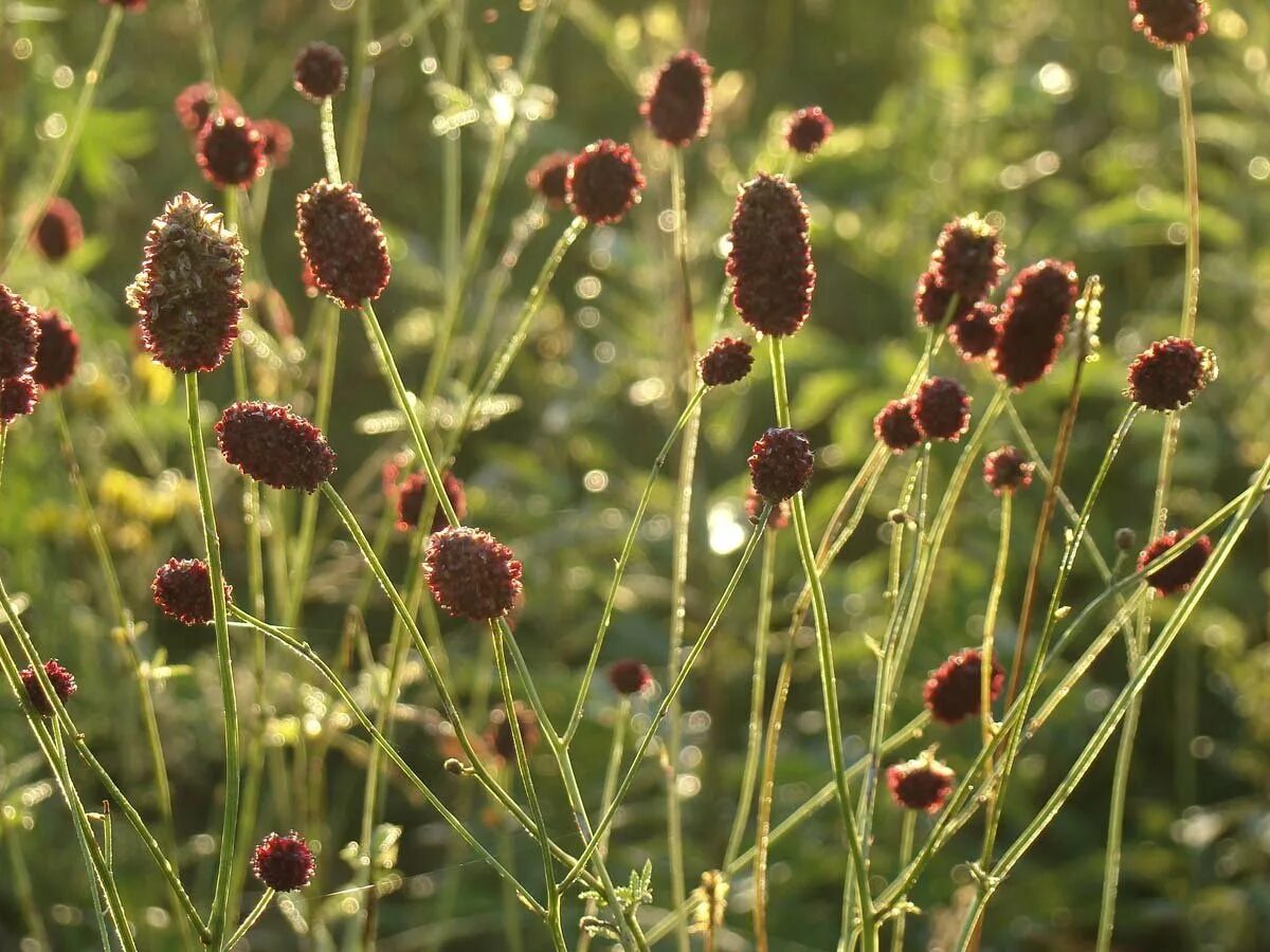 Кровохлебка Tanna. Кровохлебка красноголовник Sanguisorba. Кровохлебка лекарственная Tanna. Кровохлебка лекарственная (Sanguisorba officinalis).