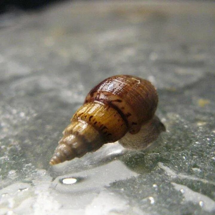 Улитка гранифера (melanoides granifera). Улитки меланьи. Улитка спикси. Улитки меланьи. Аквариумные улитки мелании.