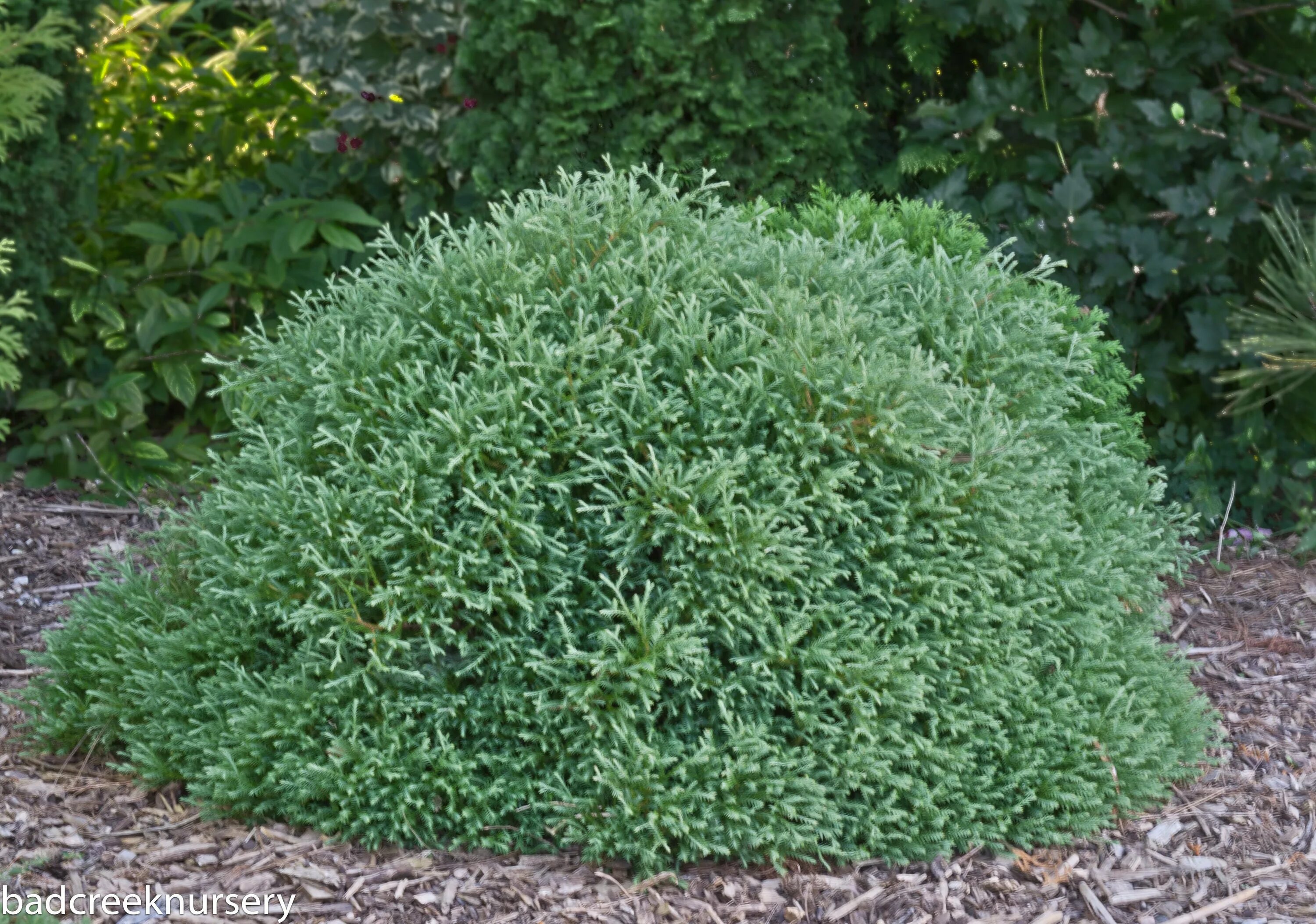 Вечнозеленый 6 букв. Туя Вотерфилд. Thuja occidentalis Waterfield. Ель обыкновенная Пумила Глаука. Туя Вотерфилд фото.