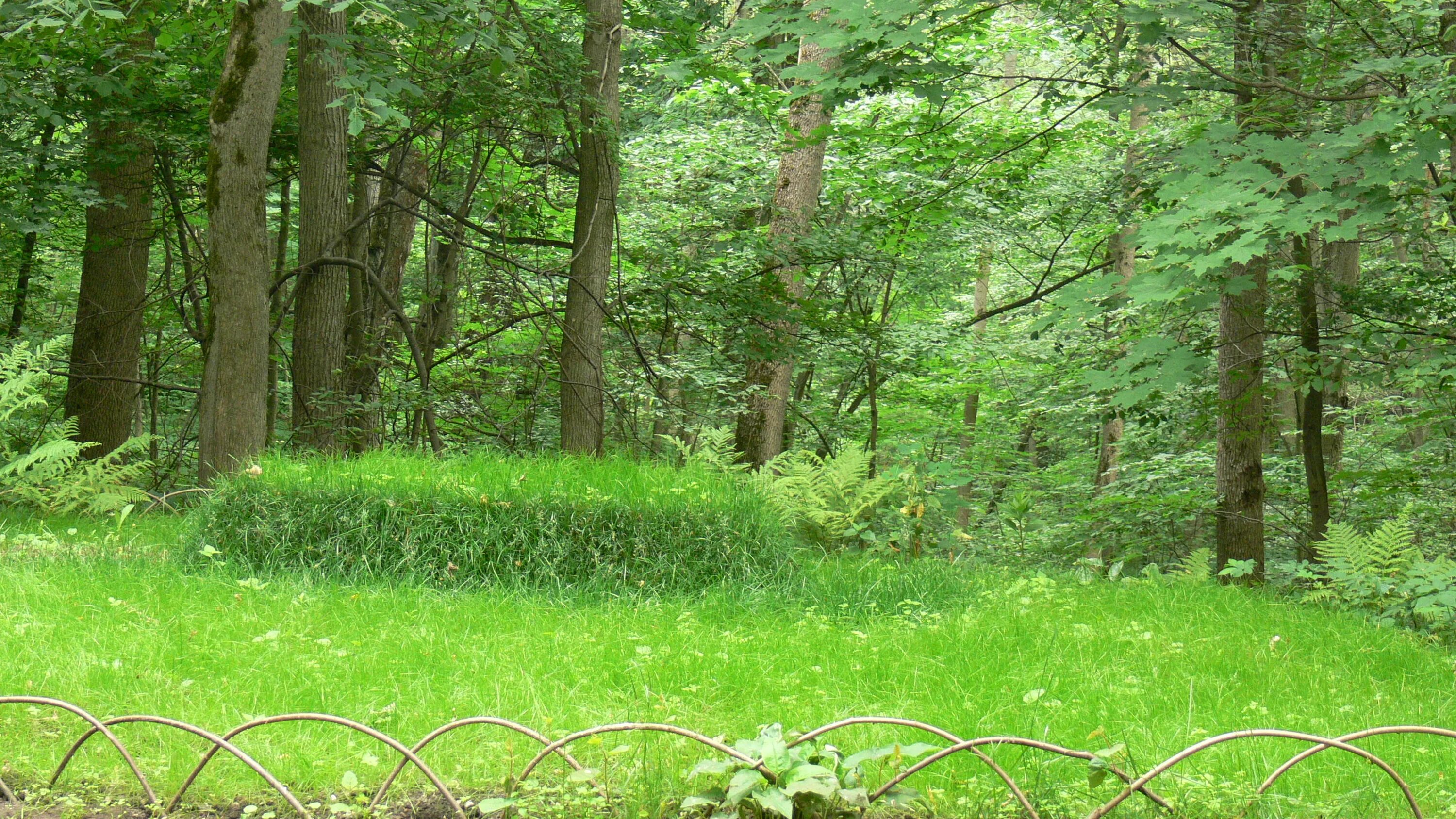 ясная поляна могила толстого. усадьба ясная поляна толстого могила. ясная поляна лев николаевич толстой могила. могила льва николаевича толстого. могила льва николаевича толстого в ясной поляне.