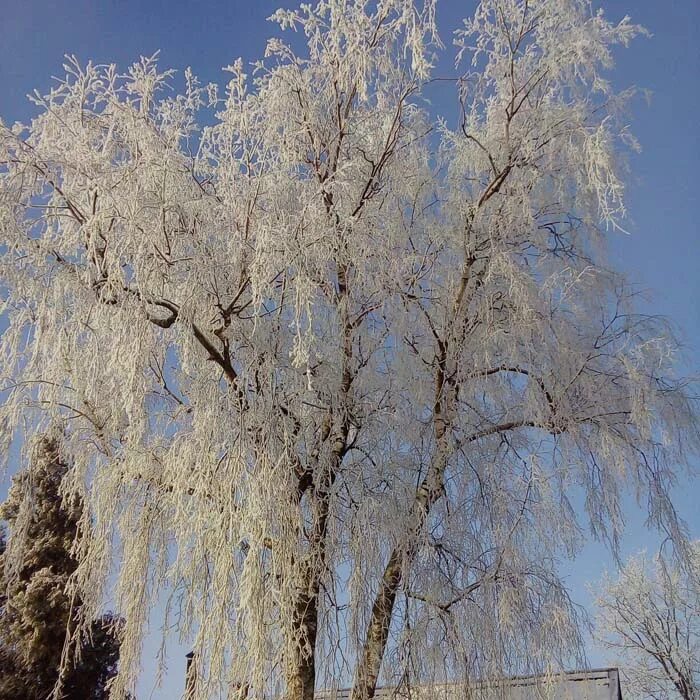 Белая берёза подмоим окном. Снежная береза. Береза под моим окном. Зимняя береза. Береза белокорая.