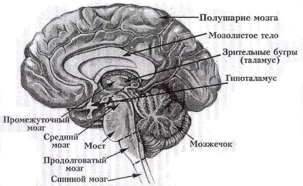 Анатомия мозолистого. Анатомия мозолистого