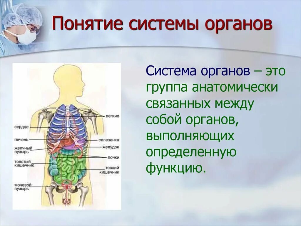 В которых любому органу будет