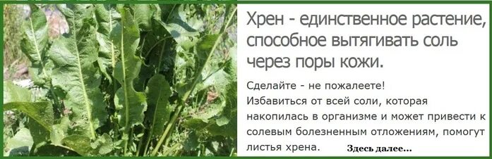 Какой стороной прикладывать лопух к больному. Листья хрена от отложения солей на спине. Хреновый лист от отложения солей. Лечебный лист хрена. Листья хрена для коленей.