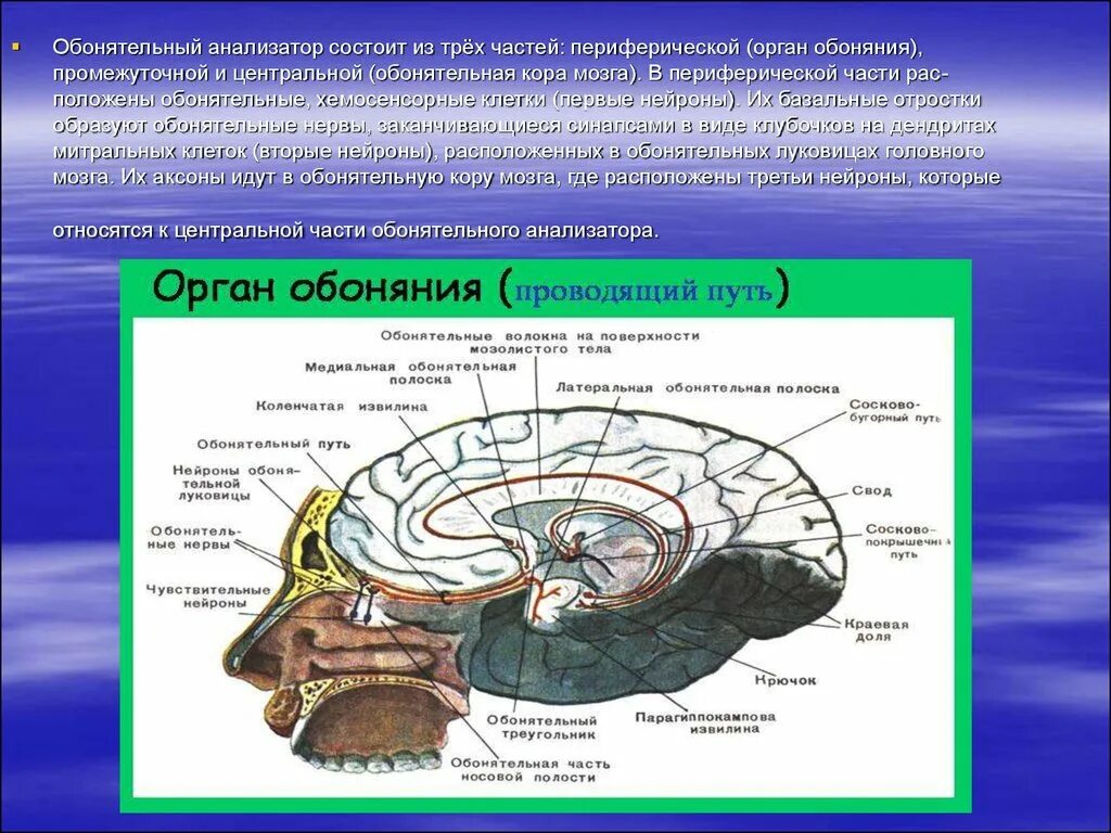 Отделы мозга обоняние. Обонятельный анализатор строение. Центральный отдел обонятельного анализатора. Обонятельный треугольник. Обонятельный мозг анатомия.