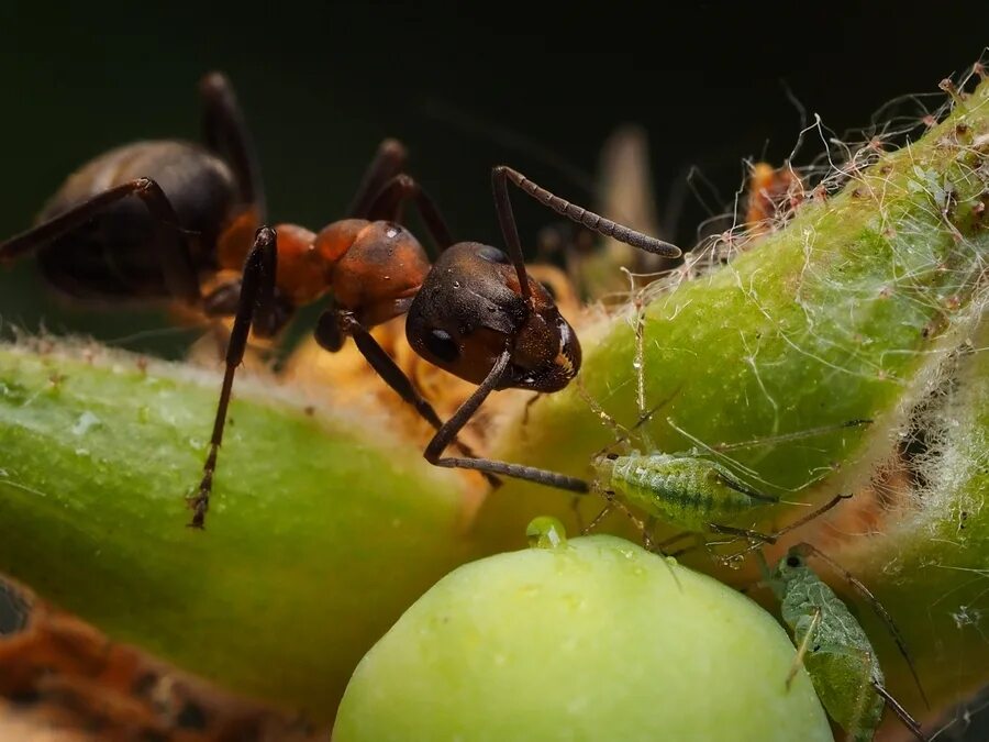 Ant что это