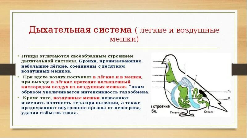 Дыхательная система птиц строение и функции. Система дыхания птиц. внутреннее строение птиц дыхательная система. кровеносная и дыхательная система птиц. особенности дыхательной системы птиц.