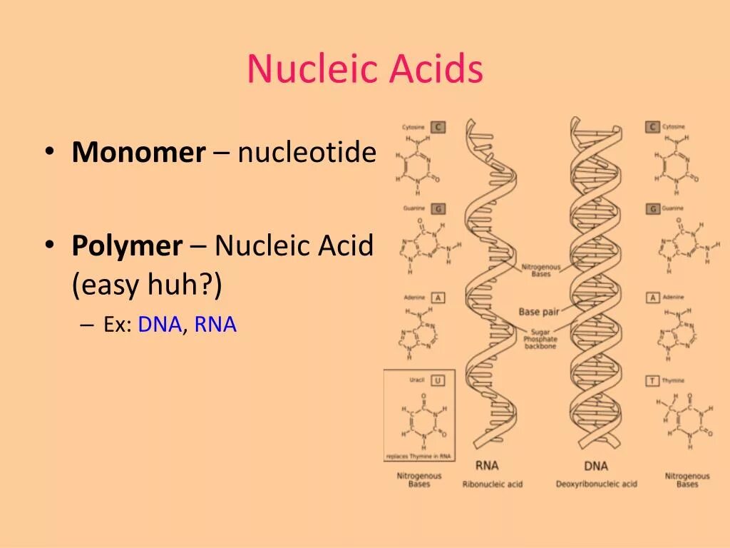 Nucleic acid DNA RNA. Monomers of Nucleic acids. Мономер ДНК. Build nucleotide Nucleic acid DNA.