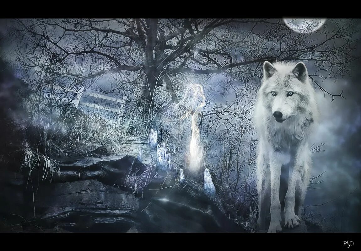 Волк canis lupus. Волк серый обыкновенный. Красивый волк. Воющий волк. Молодые волки.