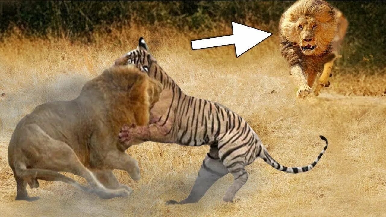 Какой тигр сильнее. Тигр vs Лев. Туранский тигр против берберийского Льва. Лев против тигра схватка.