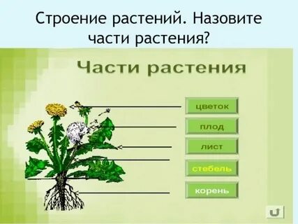 Цветок растений презентация