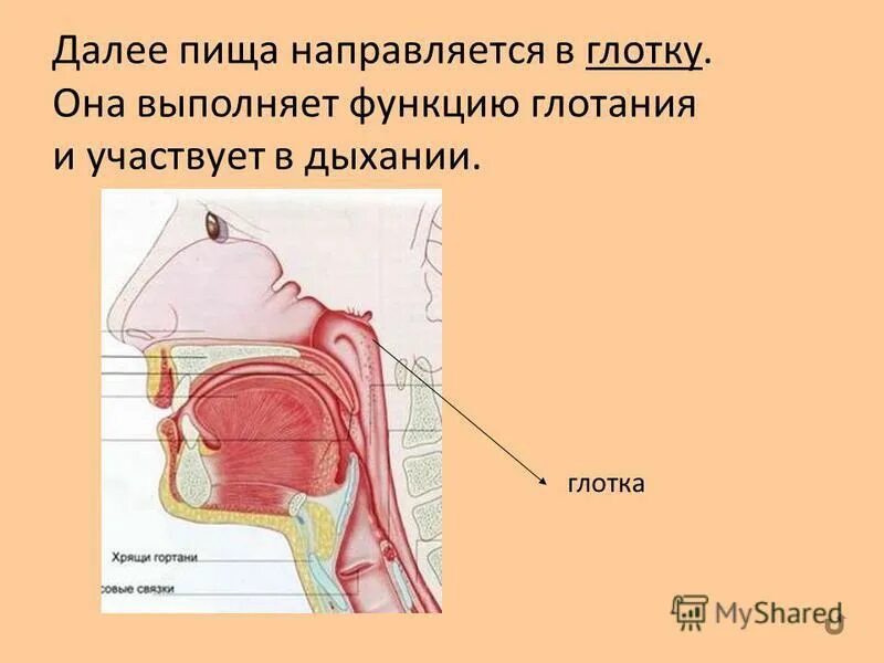 Строение глотки вид сбоку. Органы дыхания и пищеварения человека. Функции глотки в дыхательной системе. Глотка функции кратко. Функции глотки в дыхательной системе.
