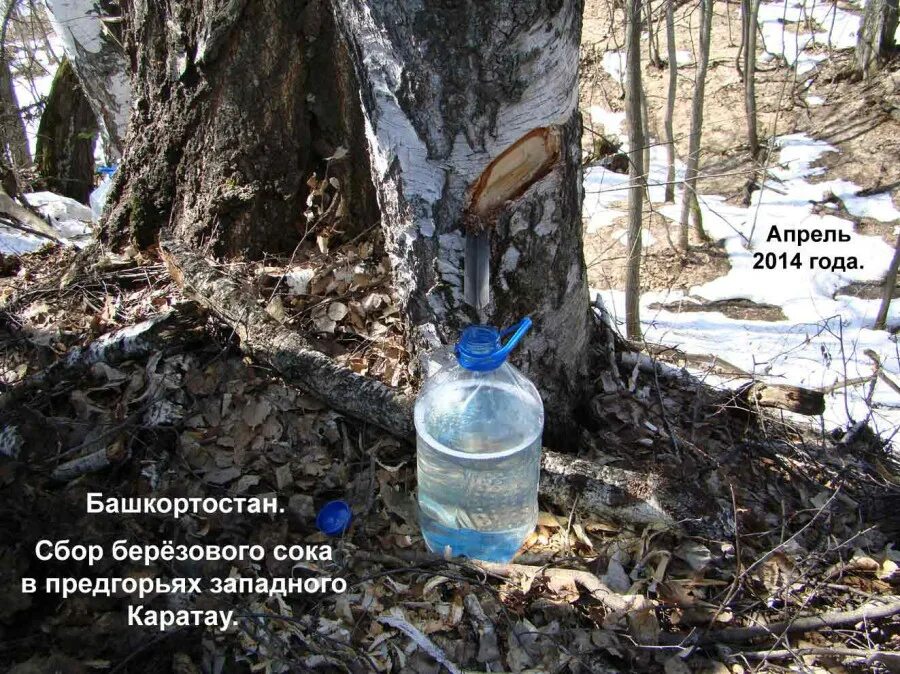 Срок хранения березового сока. Сбор березового сока. собрать березовый сок. пейте берёзовый сок. пьет березовый сок.