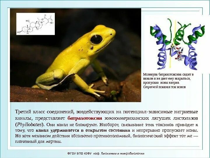 Батрахотоксин механизм. Батрахотоксин структурная формула. Батрахотоксин это. Ужасный листолаз лягушка. Батрахотоксин это.