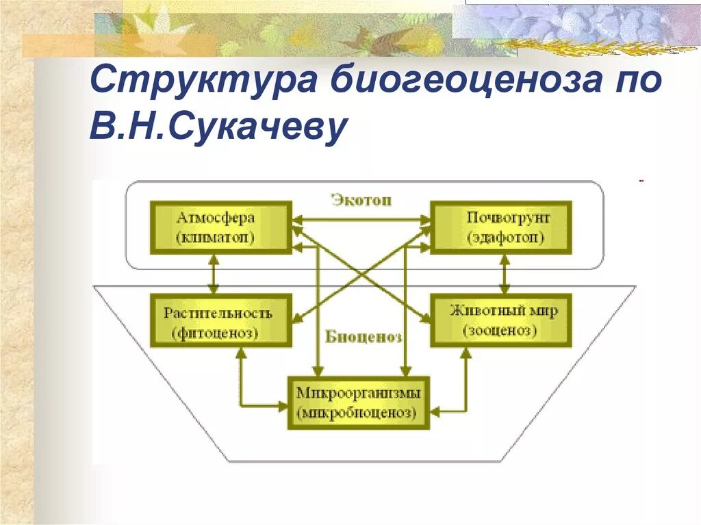 Основные структурные компоненты биогеоценоза. Структура биогеоценоза (по в н Сукачеву). Структура биоценоза по Сукачеву. Структура биогеоценоза по Сукачеву. Структура БГЦ по Сукачеву.