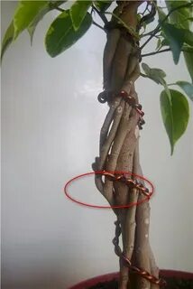 Как заплетать стволы