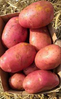 Картофель гала скарлет