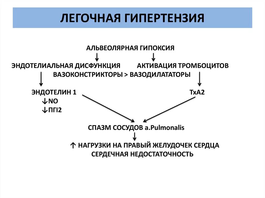 Первичная легочная гипертензия патогенез. Механизм развития легочной гипертензии. Синдром легочной гипертензии патогенез. Патогенез хронического легочного сердца схема. Легочная гипертензия у новорожденного