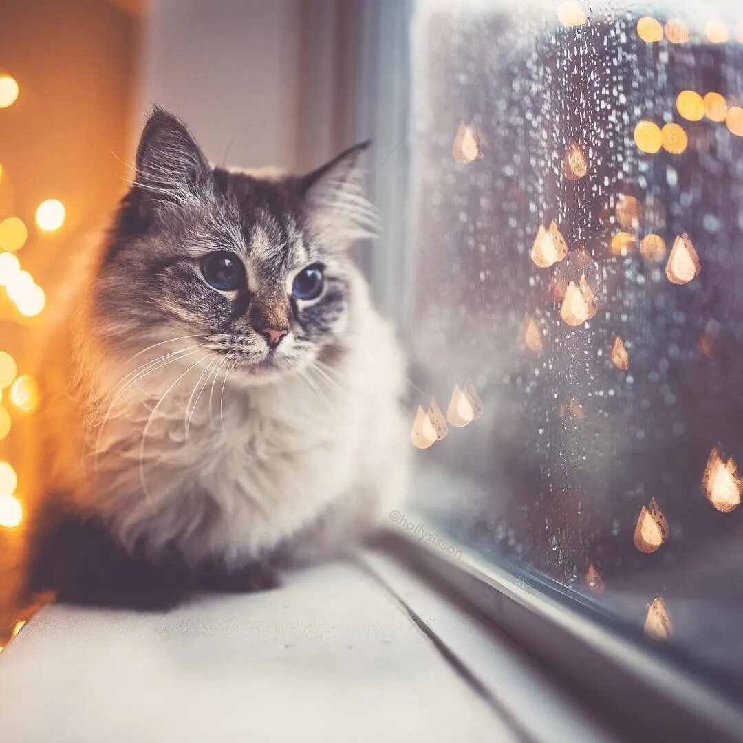 Мечтающая кошка. Кошка мечтает. Rain Cat.