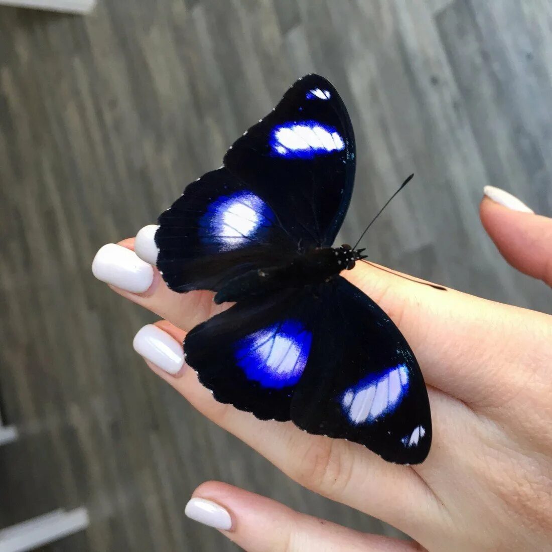 Акума бабочка. Бабочка бпражника леди баг. Лунная бабочка (гиполимнас болина). Белая акума из леди баг. Леди баг акума бабочка.