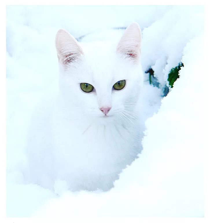 Белый кот в снегу. Кошка белая. белый котик. белая кошка с зелеными глазами. белый кот с голубыми глазами.