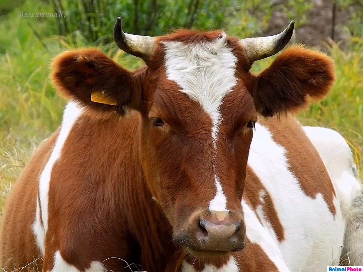 Корова буренка. Буренка это. Буренка. Буренка это. Пятнистая корова.