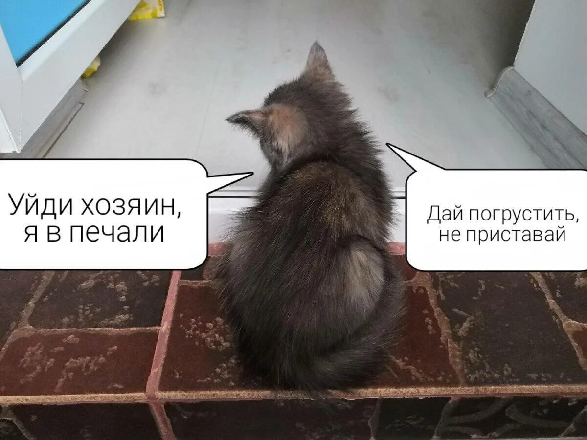 Котик плачет. Кошачьи слезы. Почему кот грустит. Может ли кот плакать. Плачут ли коты