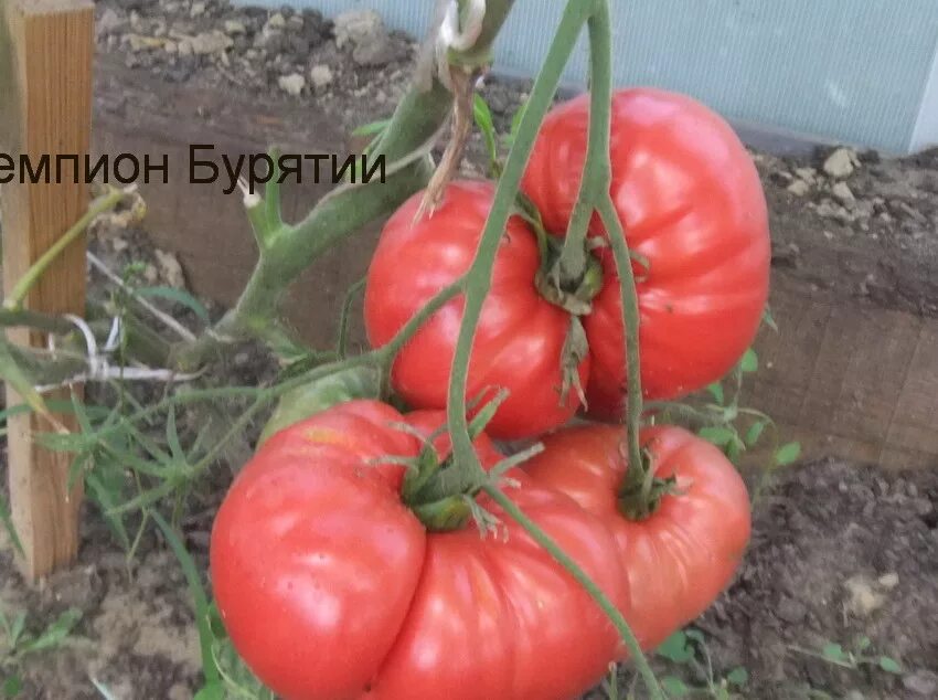 Сорт томата чемпион фото и описание. Чемпион бурятии помидор. Сорт томата чемпион фото и описание. Сорт помидор красный характеристика и описание. Томат сердцевидный сиб сад.