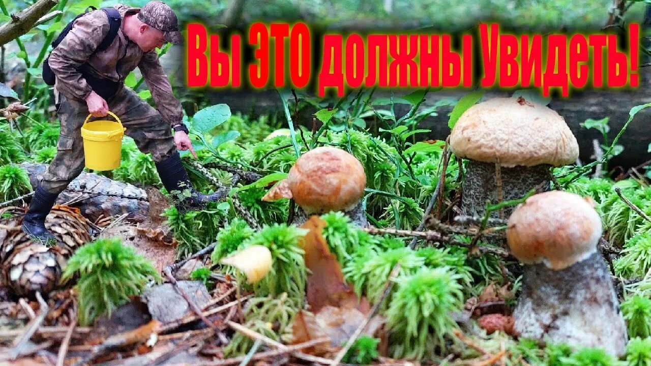 Сбор грибов 2023