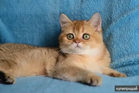 Золотая шиншилла сколько живут