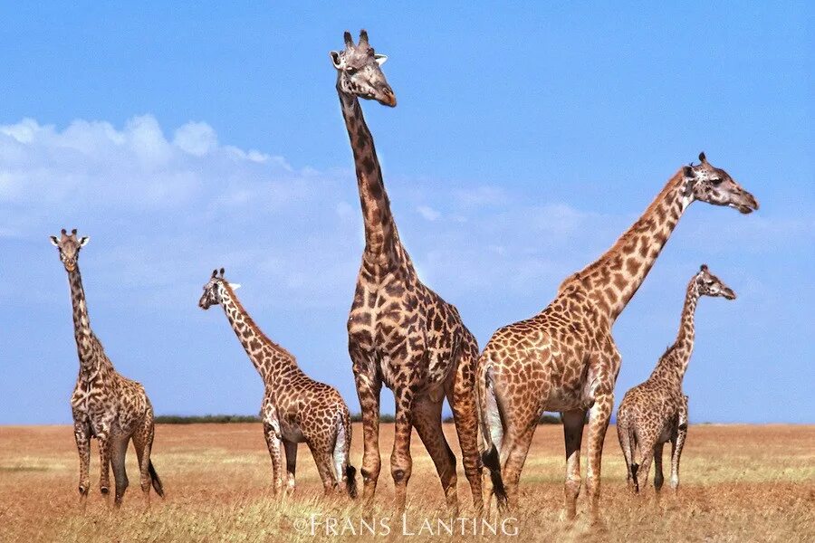 Жираф в саванне. Зебра лев жираф. Жирафы единственное число. Жираф. Красивый жираф.