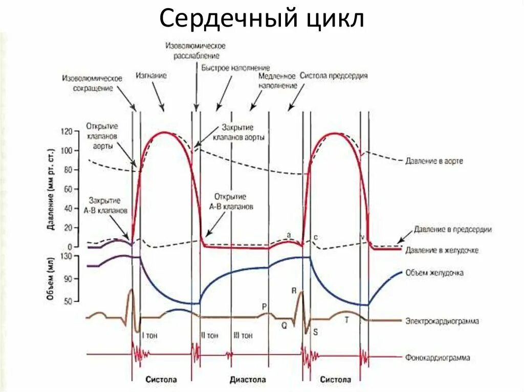 Расслабление предсердий и желудочков. Систола и диастола на ЭКГ. Систола и диастола сердца на ЭКГ. Фазовая структура сердечного цикла таблица физиология. Фазы сердечного цикла пропедевтика.