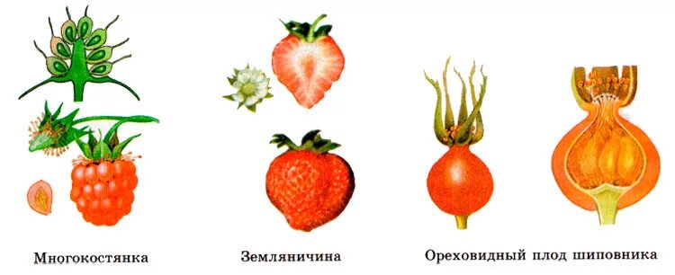 Фрага плод. Многокостянка. Фрага плод. Земляника плод многоорешек. Плоды растений многоорешек.
