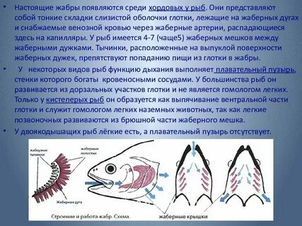 Тип хордовые органы дыхания