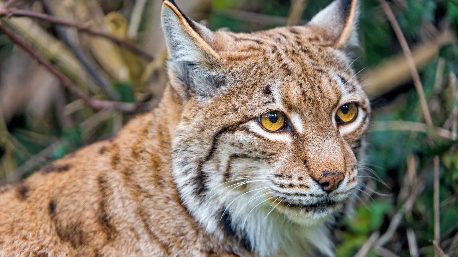Рысь пестра сверху а лукав. Рысь обыкновенная lynx lynx linnaeus, 1758. Lynx рысь. Рысь пестра сверху а лукав. Балканская рысь.