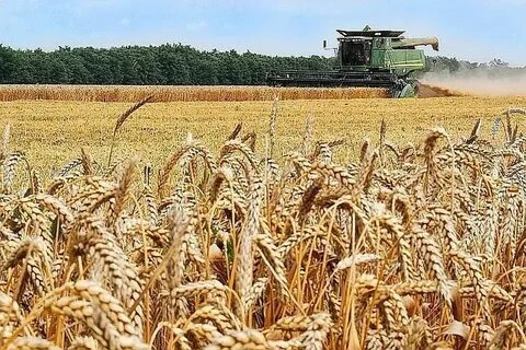 Зерновые культуры сельского хозяйства