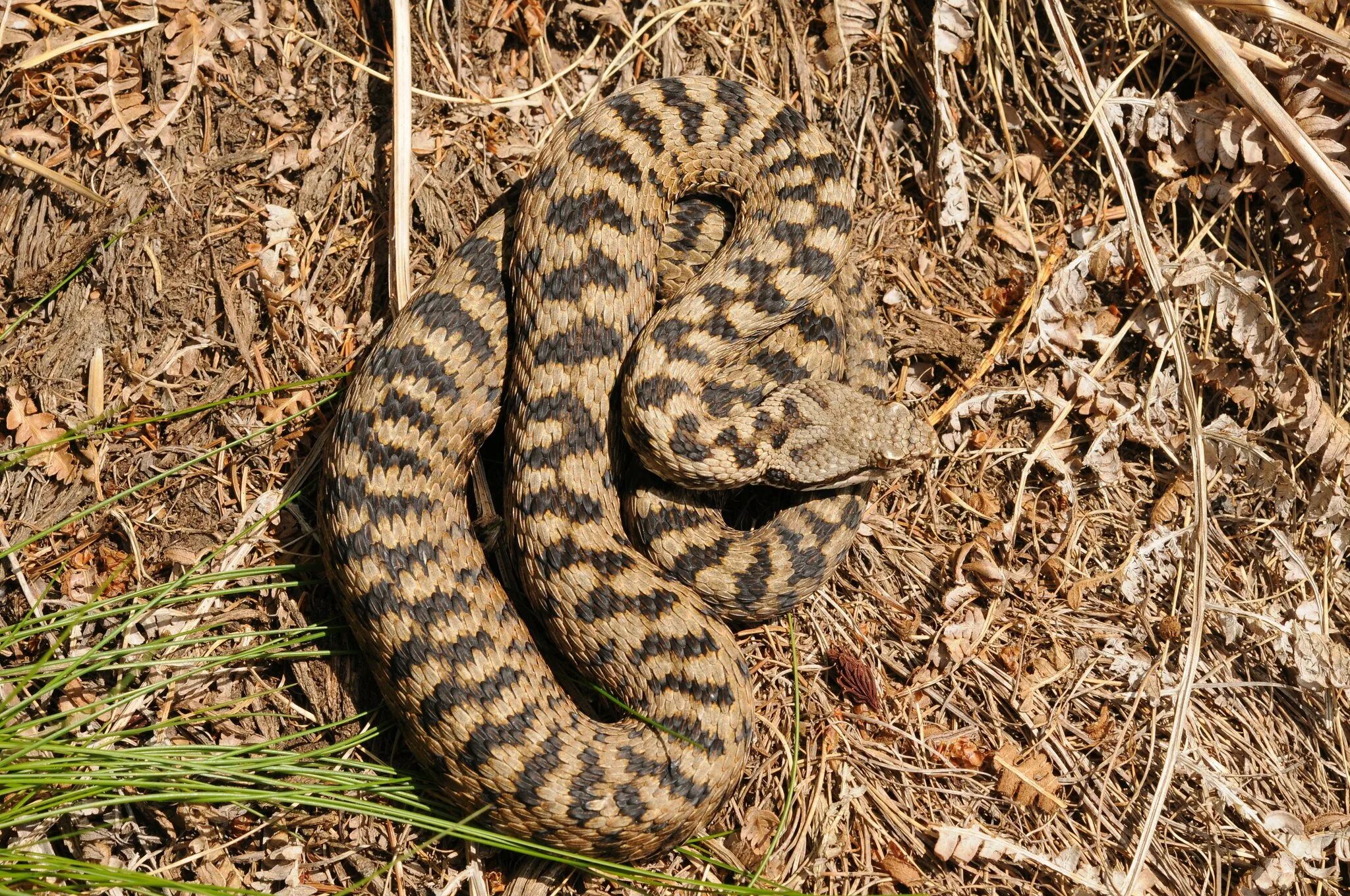 Песчаная сестрица гадюки. Асписовая гадюка. Гадюка Лотиева (Vipera lotievi). Змея гадюка. Гадюка в Анапе.