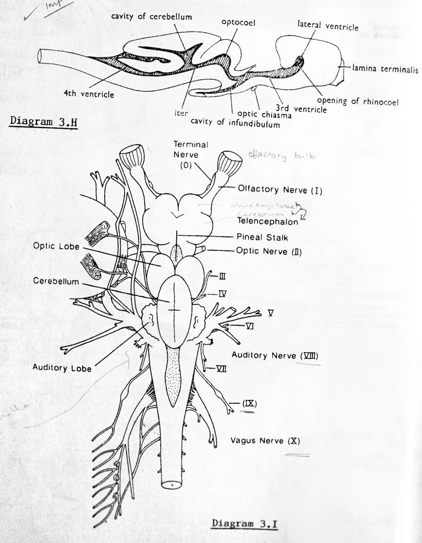 Какой мозг у акулы. Строение головного мозга акулы. Схема строения головного мозга акулы. Мозг акулы строение. Головной мозг акулы сверху.
