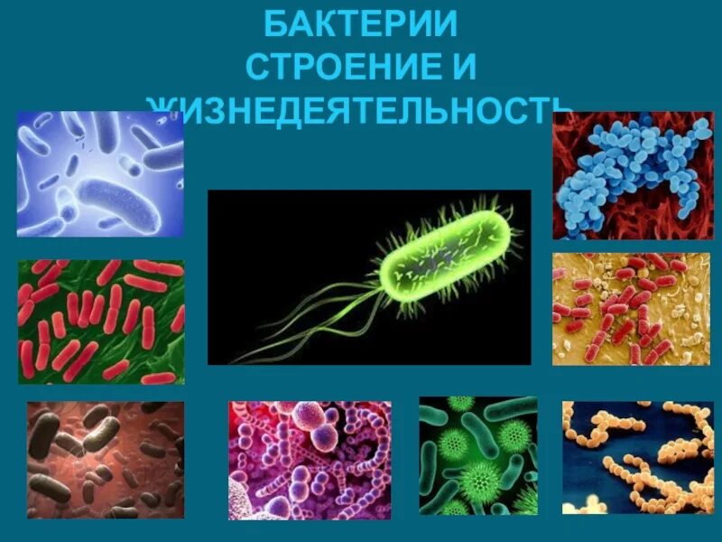 Биология 5 бактерии. Строение полезных бактерий. бактерии строение и жизнедеятельность бактерий. биология бактерии строение и жизнедеятельность. строениеижизнидеятельностьбактерий.