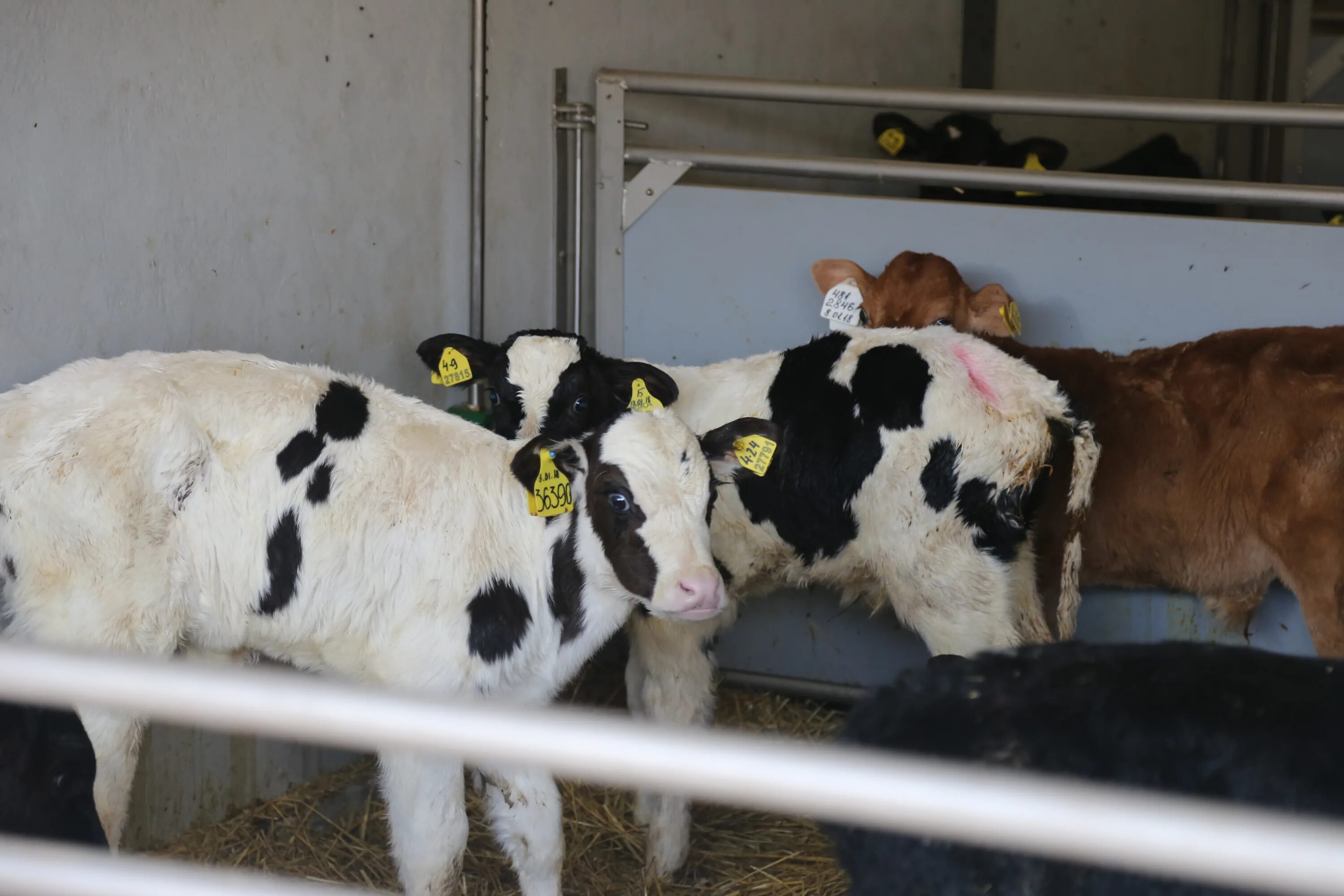 Продается бычки телята. Быки породы герефорд. Бычки курская область. Лимузинская порода быков. Герефорд бычки телята.