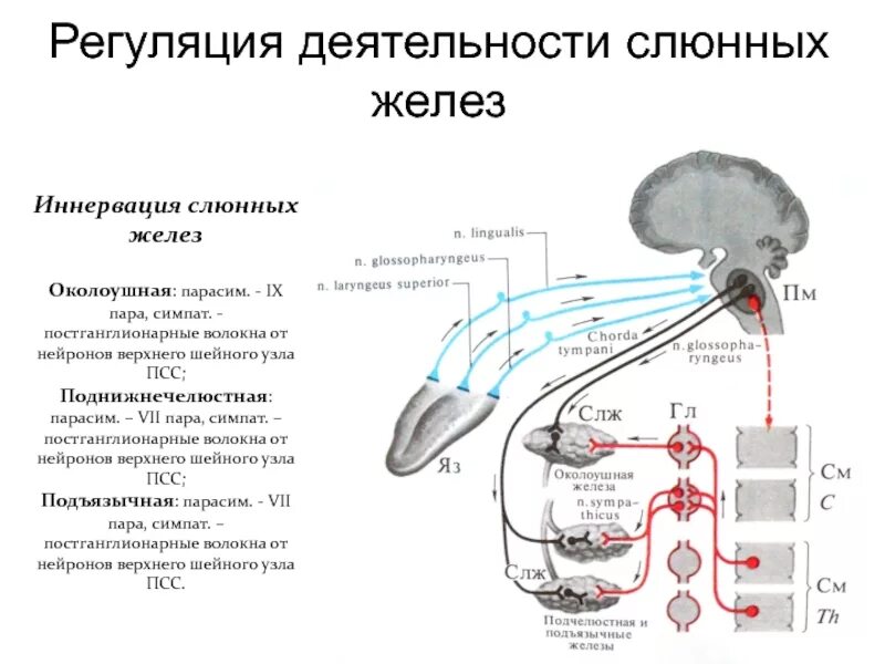 Регуляция блуждающего нерва. Вегетативная иннервация слезной железы схема. Регуляция деятельности слюнных желез физиология. Парасимпатическая иннервация слезной железы железы. Иннервация околоушной железы.